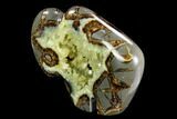 Calcite Crystal Filled, Polished Septarian Buffalo - Utah #123850-2